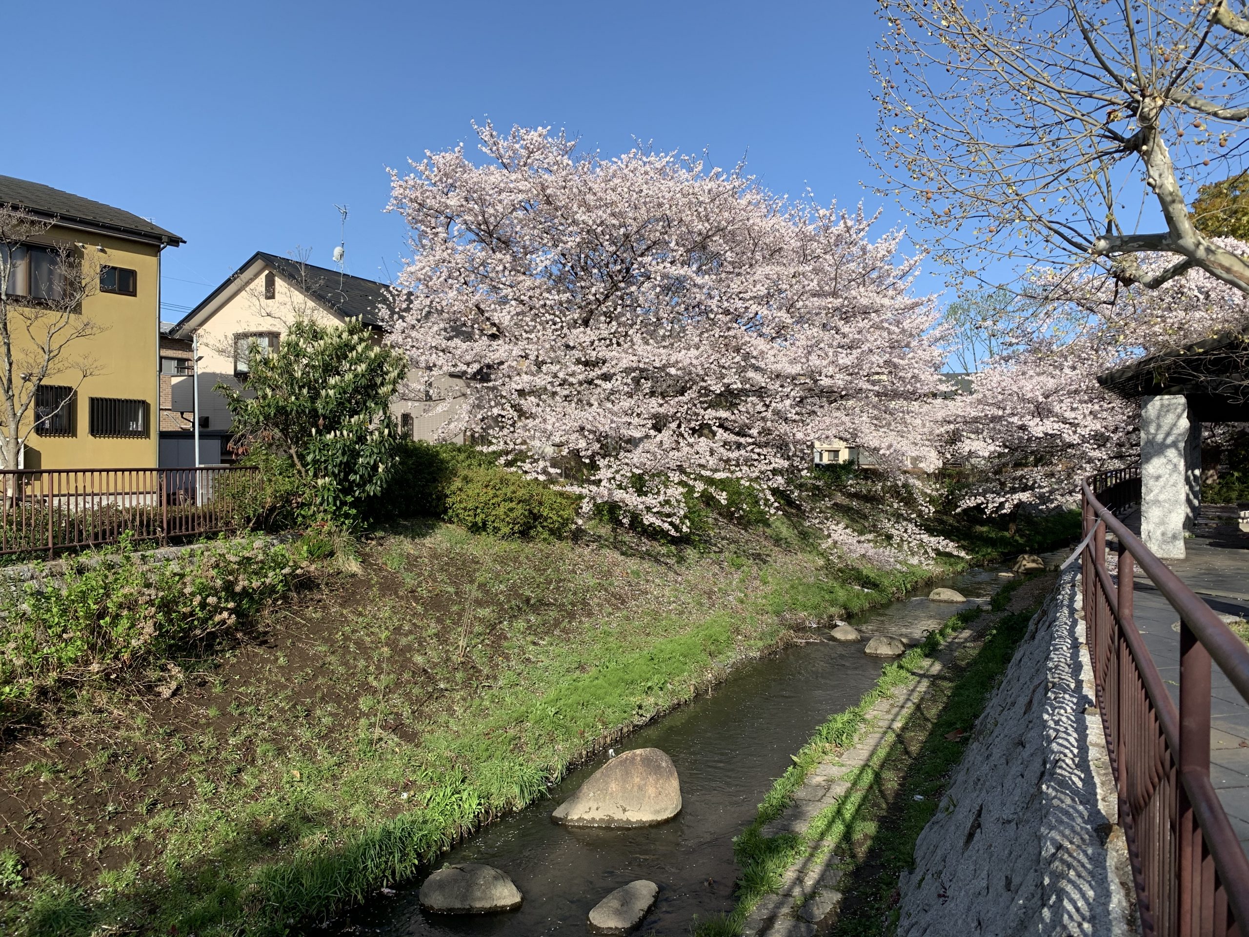 二ヶ領用水の桜